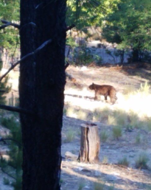 Bear sighting on Mount Lemmon